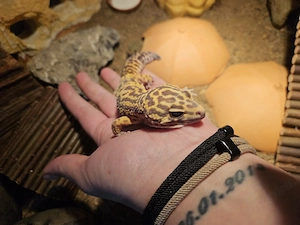 Leopardgeckos mit Terrarium 