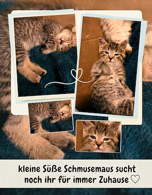 Never-Masquaraden-Mix Kitten