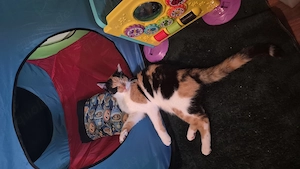 Katze abzugeben (: