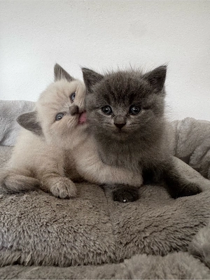 BKH Kitten 