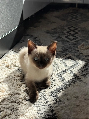 Siam Kitten