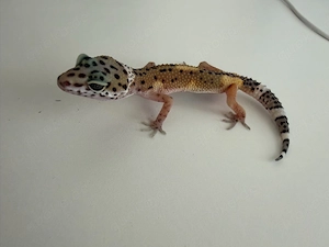 leopardgecko weibchen 0.1 Gecko nachzucht 2026