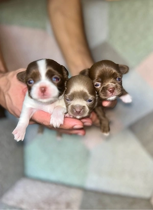 Chihuahua Welpen   Lilac, Chocolate Tan & Weiß Chocolate 