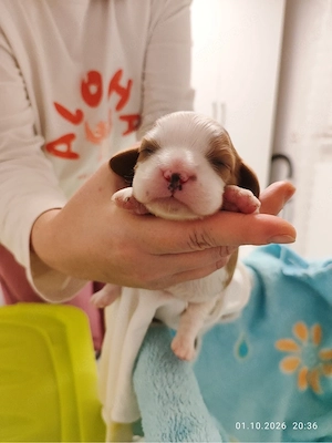 Cavalier King Charles Spaniel