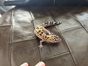 Leopardengecko Babys 