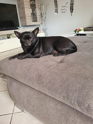 Deckrüde Chihuahua 