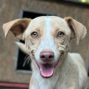 Raul, geb. ca. 05 2025, lebt auf einer Pflegestelle in 70563 Stuttgart 