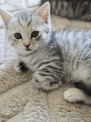    Zwei süße Katzenkinder suchen ein liebevolles Zuhause     