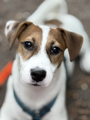 Jack Russel Terrier 