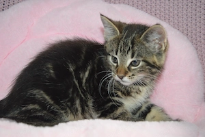 Kuschelpersonal wird dringend gesucht!