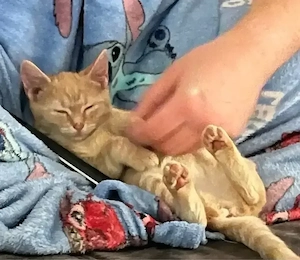  Kleine Nali sucht ihr liebevolles Für-immer-Zuhause 
