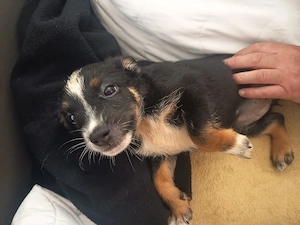 Terrier mix Welpen
