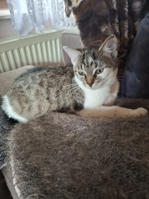 Kleine süsse Kitte suchen eine liebevolles Zuhause