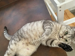BKH Katze Weiblich