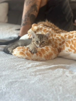 kleines kitten sucht ein kuschelplatz