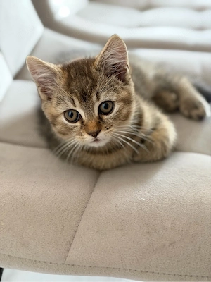 kleines kitten sucht ein kuschelplatz