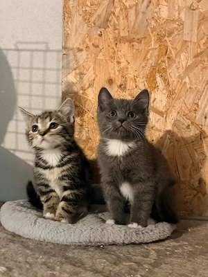 BKH Babykatze sofort Abholbereit 