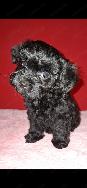 Zuckersüß Maltipoo Welpen 