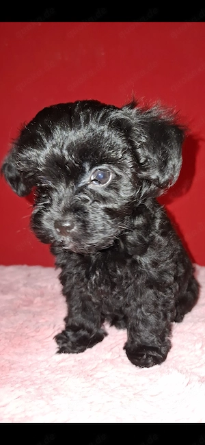 Zuckersüsse Maltipoo Welpen 