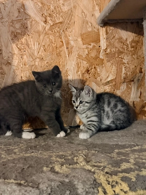BKH Babykatze sofort Abholbereit 