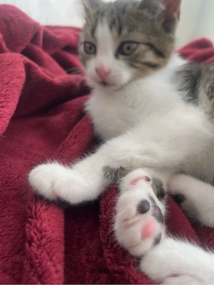 Kitten abzugeben