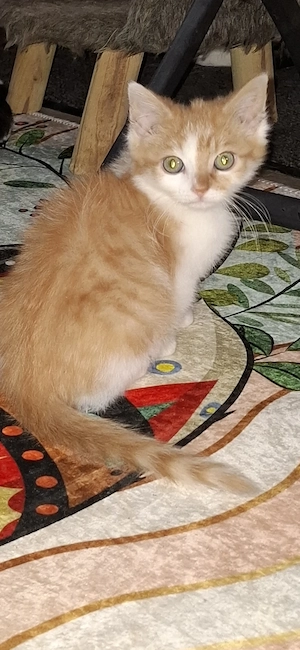 Zwei Katerchen 