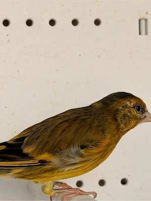 mischling stieglitz mit kanarienvögel