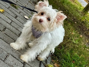 Yorkshire Terrier  golddust white gold dürfen ausziehen