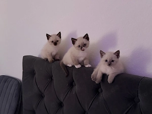 Ragdoll Siam Mix Kitten