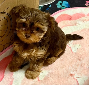 Yorkshire Terrier biewer schoko tan und black tan