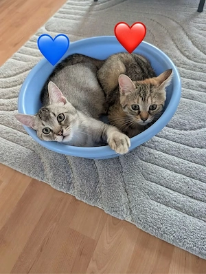 BKH Mix Kitten suchen ein liebevolles Zuhause