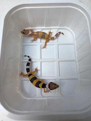 Leopardgecko
