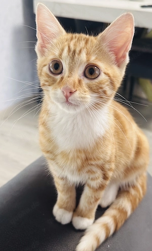 Sunny sucht ein Zuhause für immer 