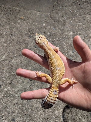 Leopardgecko