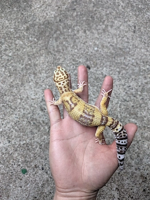 Leopardgecko