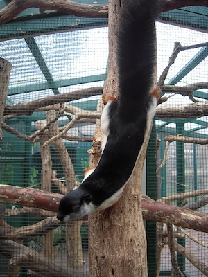 Schönhörnchen Prevosti Prevosti