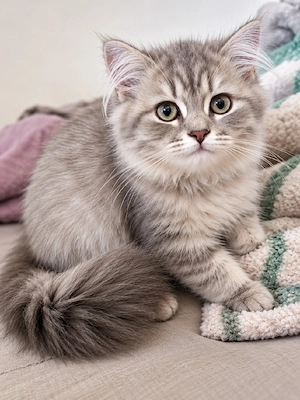 2 süße Britisch Langhaar Kitten   Mädchen & Junge     