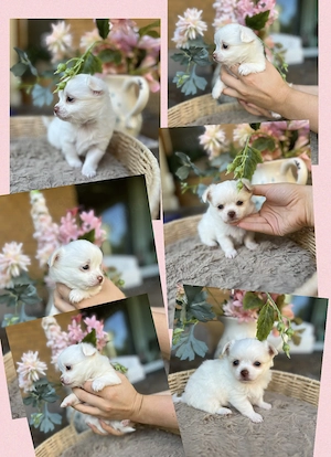 Typvolle Langhaar CHIHUAHUA Welpen M W