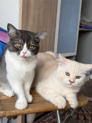 Zwei süße Kitten   1 Kater & 1 Katze   3 Monate alt