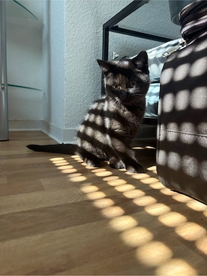 bkh kitten braun