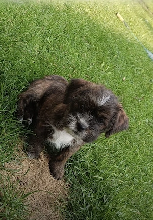 Shih Tzu - Zwergpinscher Welpen 