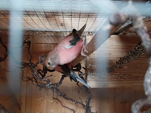 Burkesittich Pärchen