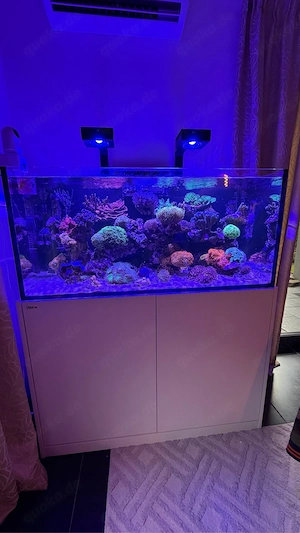 Meerwasseraquarium Red Sea Reefer 425 XL voll ausgestattet NP 7500 