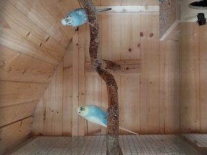 Wellensittiche Pärchen