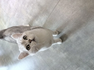 Britisch Kurzhaar Kitten 1 weibliche 