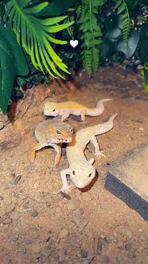 Leopardgecko-Gruppe mit Terrarium zu Verkaufen 
