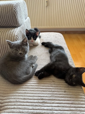 Europäische Kitten