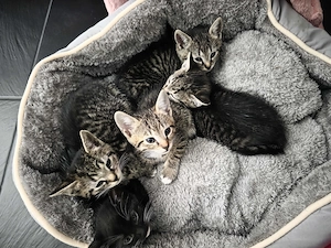 8 Wochen alte Katzenbabys ab sofort abzugeben!!