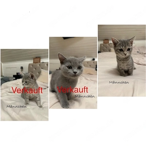 BKH Kitten zu verkaufen