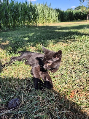 Hofkatze abzugeben 